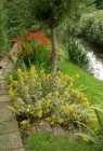 Iris bed